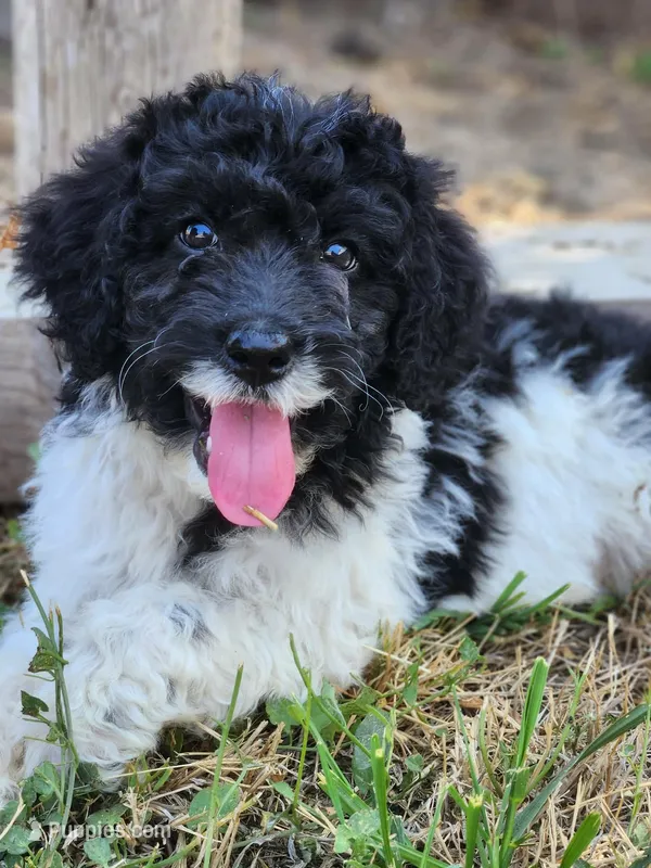 Chloe – Aussiedoodle puppy for sale in Seattle, WA