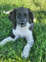 Rocky, a male Aussiedoodle for sale in Seattle, WA – 8 of 8