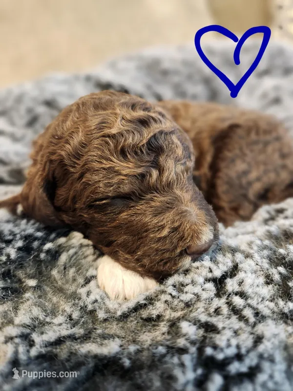 Kosmo, a male Bernedoodle for sale in Granger, WA – Photo 1 of 3