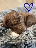 Kosmo, a male Bernedoodle for sale in Granger, WA – Photo 1 of 3