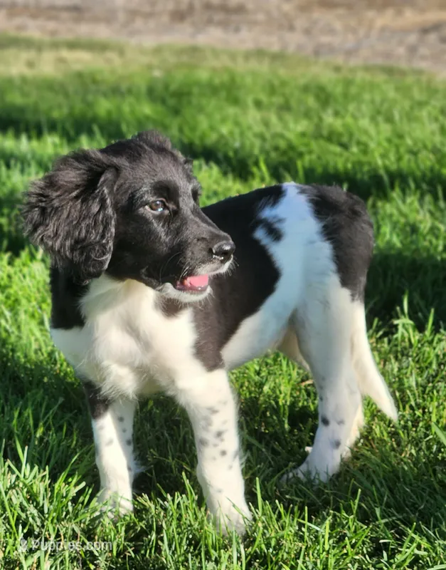 Rocky – Aussiedoodle puppy for sale in Seattle, WA