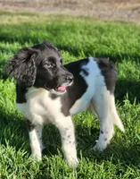Rocky, a male Aussiedoodle for sale in Seattle, WA – 3 of 8