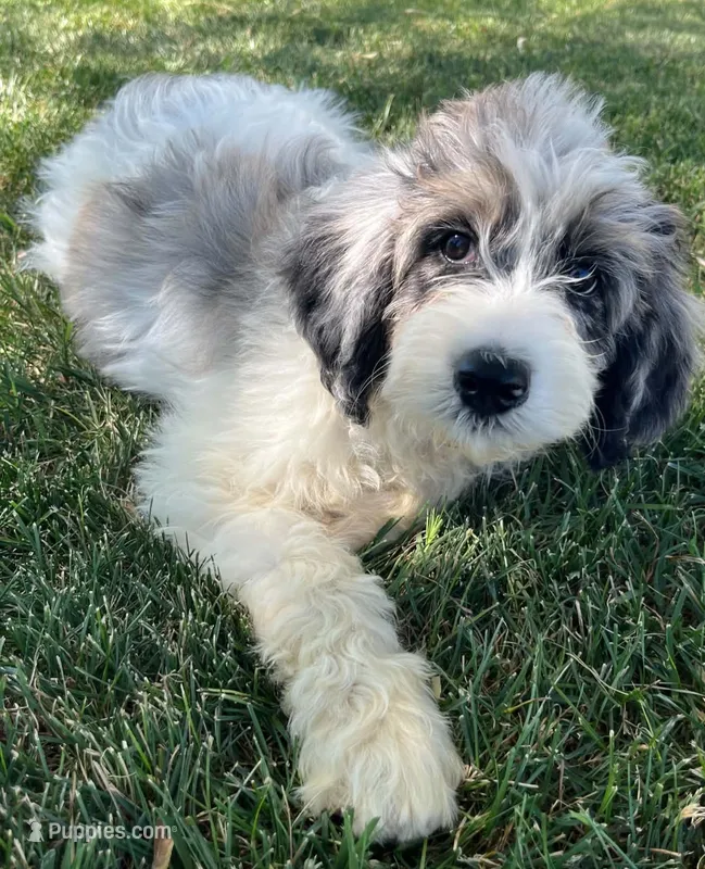 Shelby – Aussiedoodle puppy for sale in Seattle, WA