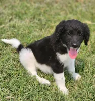 Rocky, a male Aussiedoodle for sale in Seattle, WA – 8 of 9