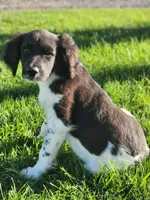 Rocky, a male Aussiedoodle for sale in Seattle, WA – 7 of 8