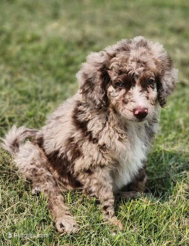 Rusty – Aussiedoodle puppy for sale in Seattle, WA