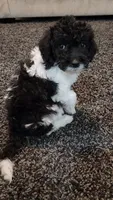 Chloe, a female Aussiedoodle for sale in Seattle, WA – 2 of 7