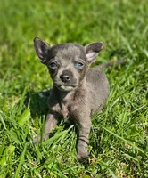 Scout, a male Chihuahua for sale in Seattle, WA – 3 of 7
