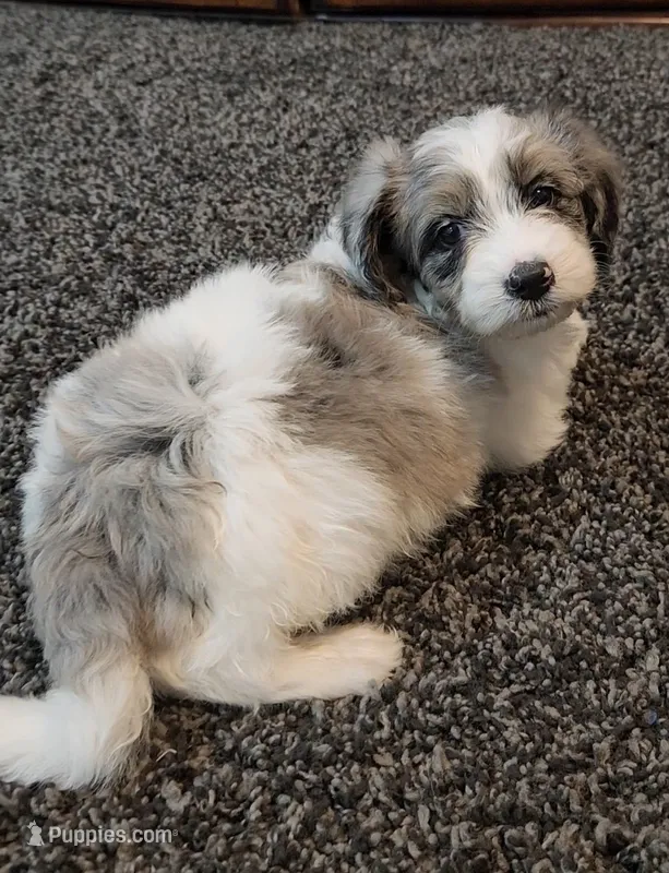Shelby – Aussiedoodle puppy for sale in Seattle, WA
