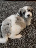 Shelby, a female Aussiedoodle for sale in Seattle, WA – 1 of 8
