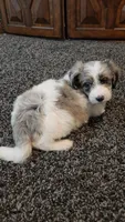 Shelby, a female Aussiedoodle for sale in Seattle, WA – 5 of 8