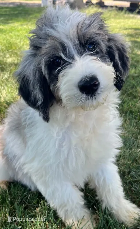 Shelby – Aussiedoodle puppy for sale in Seattle, WA