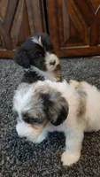 Kyra, a female Aussiedoodle for sale in Seattle, WA – 5 of 6