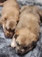 Ryder, a male Siberian Husky and Pomeranian for sale in Seattle, WA – Photo 6 of 7