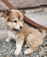 Ryder, a male Siberian Husky and Pomeranian for sale in Seattle, WA – Photo 2 of 7