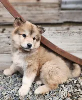 Ryder, a male Siberian Husky and Pomeranian for sale in Seattle, WA – Photo 1 of 7