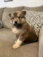 Ryder, a male Siberian Husky and Pomeranian for sale in Seattle, WA – Photo 4 of 7