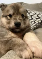 Ryder, a male Siberian Husky and Pomeranian for sale in Seattle, WA – Photo 5 of 7