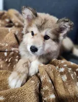 Ryder, a male Siberian Husky and Pomeranian for sale in Seattle, WA – Photo 3 of 7