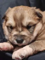 Ryder, a male Siberian Husky and Pomeranian for sale in Seattle, WA – Photo 7 of 7