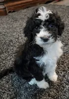 Skunk, a female Aussiedoodle for sale in Seattle, WA – 5 of 9