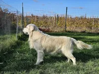 Champ AKC, a male Golden Retriever for sale in Walker, MI – 5 of 5
