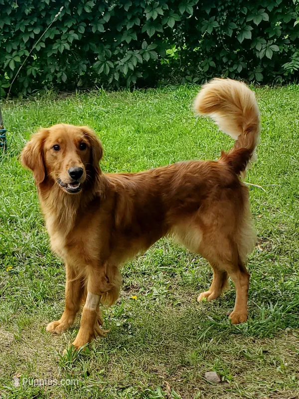 Pippi AKC – Golden Retriever puppy for sale in Walker, MI