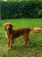 Pippi AKC, a female Golden Retriever for sale in Walker, MI – 4 of 10