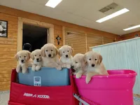 Yogi Bear AKC, a male Golden Retriever for sale in Walker, MI – 4 of 5