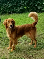 Pippi AKC, a female Golden Retriever for sale in Walker, MI – 6 of 7
