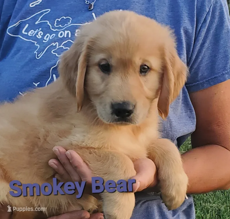 Smokey Bear AKC – Golden Retriever puppy for sale in Walker, MI