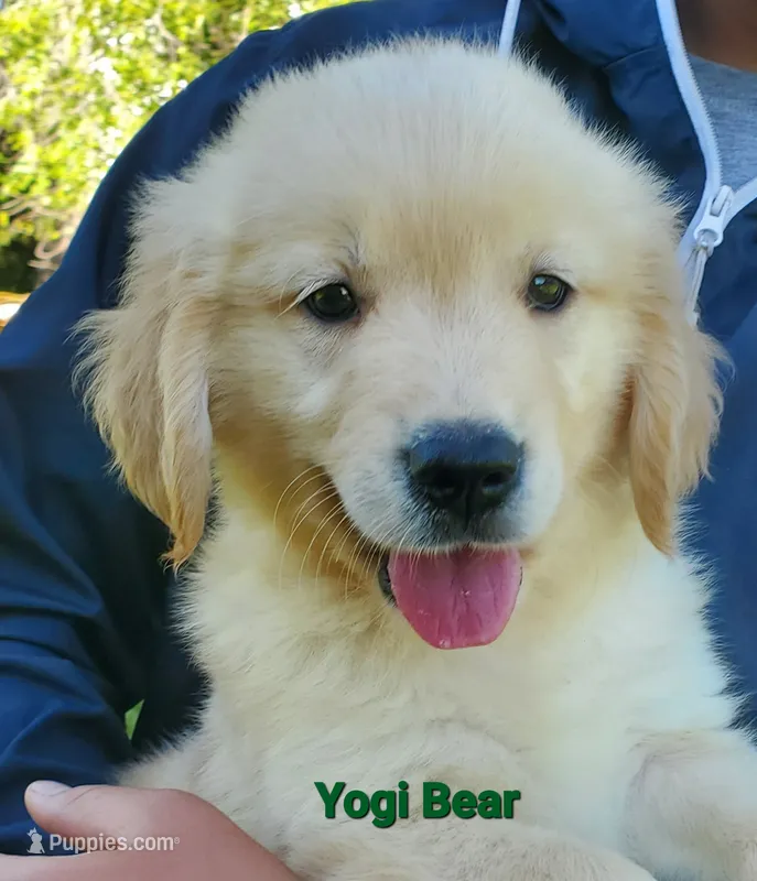 Yogi Bear AKC – Golden Retriever puppy for sale in Walker, MI