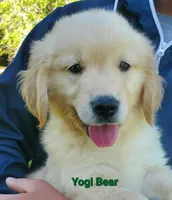 Yogi Bear AKC, a male Golden Retriever for sale in Walker, MI – 1 of 5