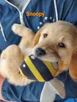 Snoopy AKC, a male Golden Retriever for sale in Walker, MI – 2 of 5