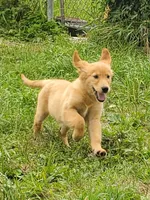 Biscuit AKC, a female Golden Retriever for sale in Walker, MI – 4 of 10