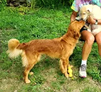 Pippi AKC, a female Golden Retriever for sale in Walker, MI – 3 of 7
