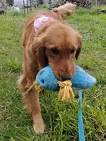 Pippi AKC, a female Golden Retriever for sale in Walker, MI – 10 of 10