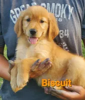 Biscuit AKC, a female Golden Retriever for sale in Walker, MI – 2 of 4