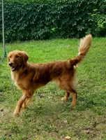 Pippi AKC, a female Golden Retriever for sale in Walker, MI – 7 of 10