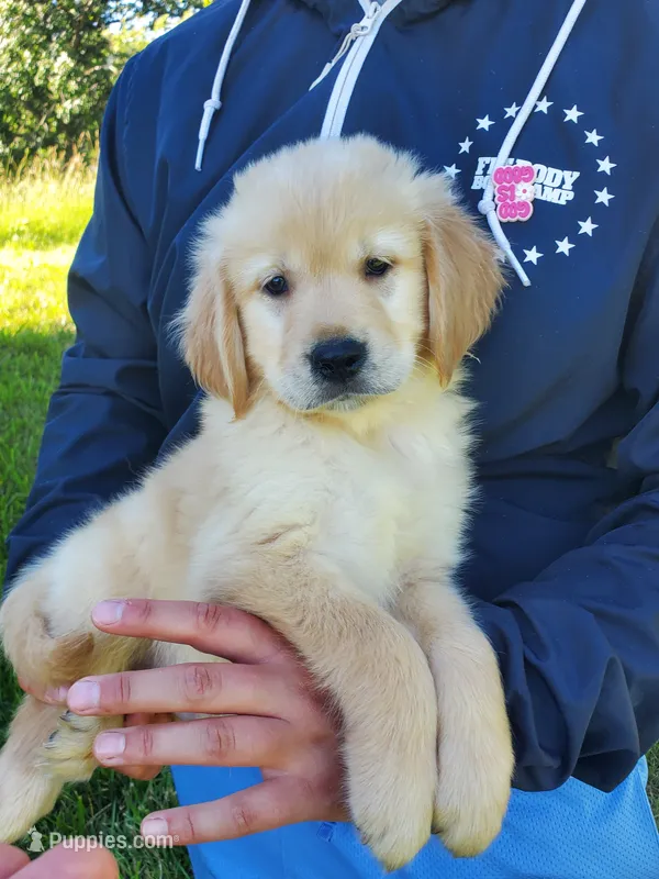 Manjiro AKC – Golden Retriever puppy for sale in Walker, MI