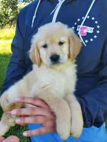 Manjiro AKC, a male Golden Retriever for sale in Walker, MI – 1 of 7