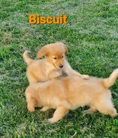 Biscuit AKC, a female Golden Retriever for sale in Walker, MI – 4 of 4