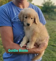 Goldie Boots AKC, a female Golden Retriever for sale in Walker, MI – 3 of 4