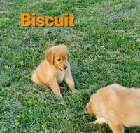 Biscuit AKC, a female Golden Retriever for sale in Walker, MI – 3 of 4