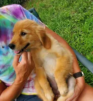 Biscuit AKC, a female Golden Retriever for sale in Walker, MI – 7 of 10