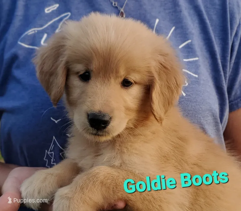 Goldie Boots AKC – Golden Retriever puppy for sale in Walker, MI