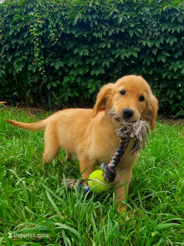Biscuit AKC – Golden Retriever puppy for sale in Walker, MI