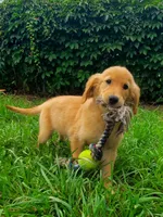 Biscuit AKC, a female Golden Retriever for sale in Walker, MI – 1 of 10