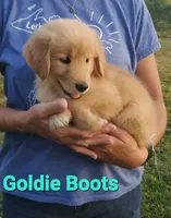 Goldie Boots AKC, a female Golden Retriever for sale in Walker, MI – 2 of 4