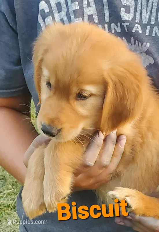 Biscuit AKC – Golden Retriever puppy for sale in Walker, MI